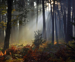 Forest Przechód - Polonya