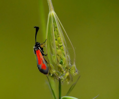 Makro portre