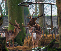 Deer Feeding