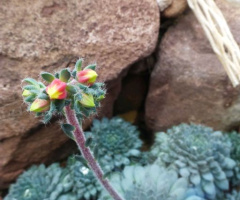 Blüte