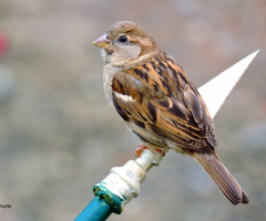 Little Sparrow