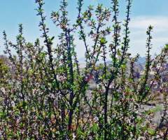 Spring's Curtain