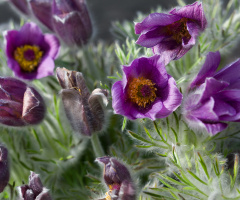 Pulsatilla Vulgaris