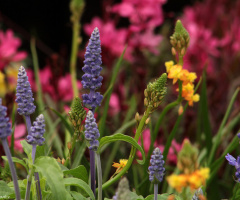 Pretty flowers