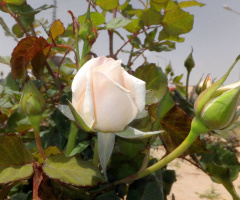 White Rose