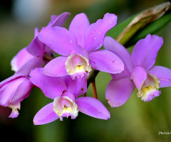 Lilac Orchid