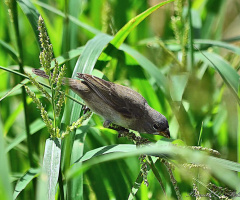 Sporophila Caerulescens 