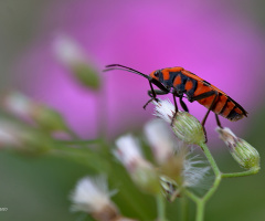 Black Orange