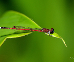 Mini Dragonfly