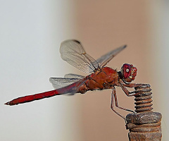 Red Dragonfly