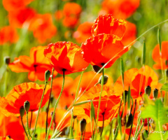 poppies .. :)) ♥  