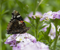 Vanessa Atalanta