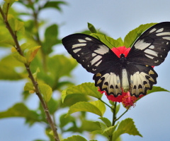 Showy wings