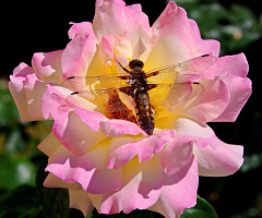 Dragonfly on rose