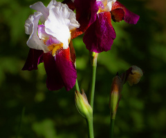 Flowers from my garden (3)