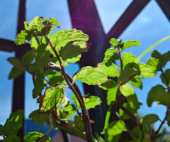 Mint Leaves