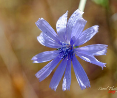 Hindiba (Cichorium Intybus)