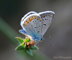 Çokgözlü mavi (Polyommatus icarus)