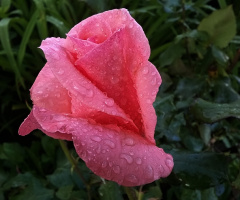 Rose after rain