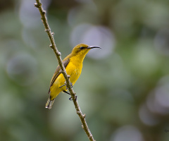 Sunbird