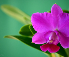 Orchid I