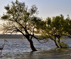 Gölyazı