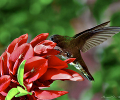 Colibri