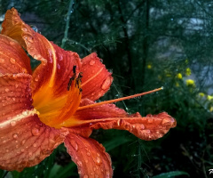 Lily after the rain