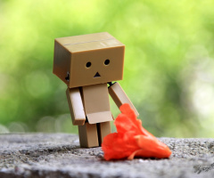 Danbo Nar çiçeği