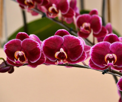 Orchids II