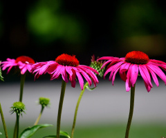 Pink trio