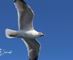 Seagull