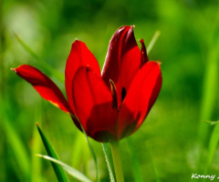 wild tulip 