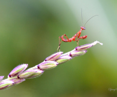 Mini Mantis