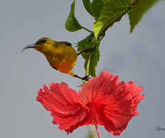 Sunbird