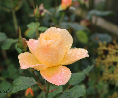 Raindrops on rose