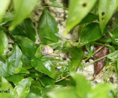 Snail in the rain