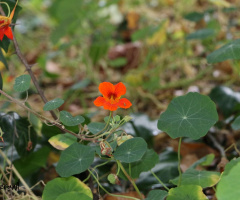 Other Flower