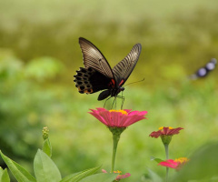 butterfly and flower