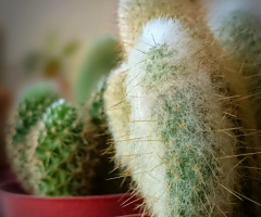 Cactus 