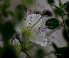 caper flower