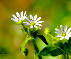 mini flowers.. 