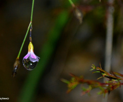 Raindrops on a small flower ...