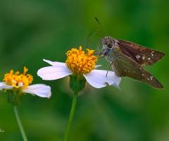 Skipper on flower