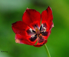 wild tulip 