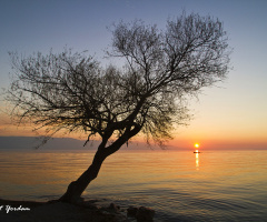 Gölyazı