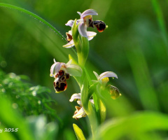 wild orchids