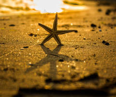 Deniz yıldızı