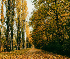 Yellow carpet