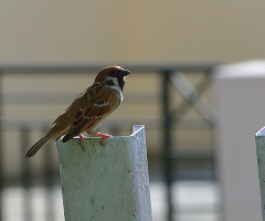 Sparrow